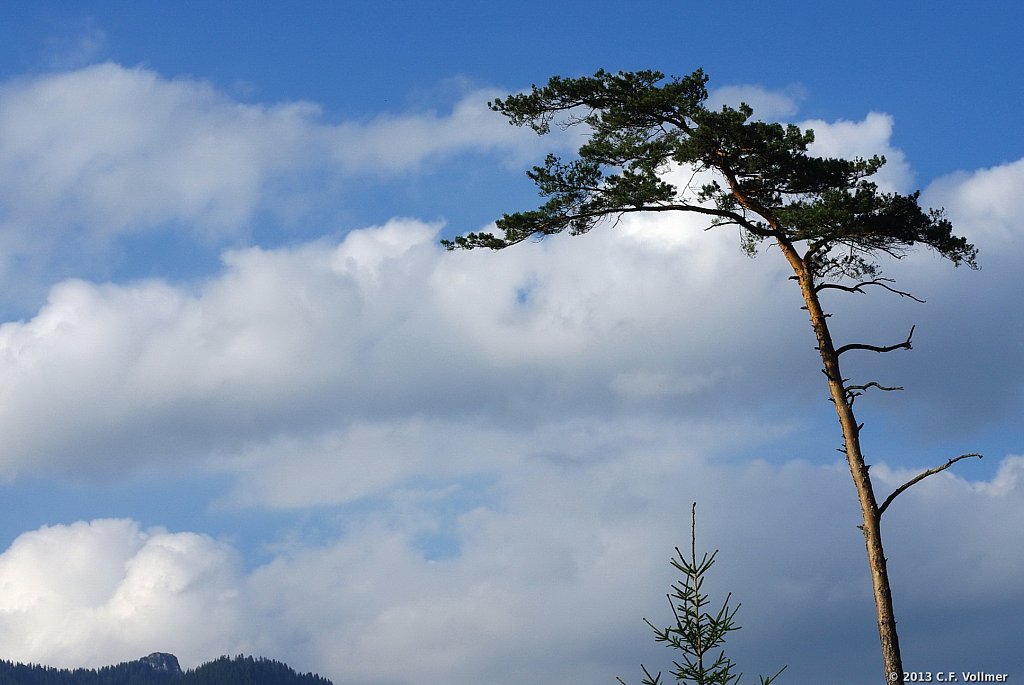 Baum in Wolken