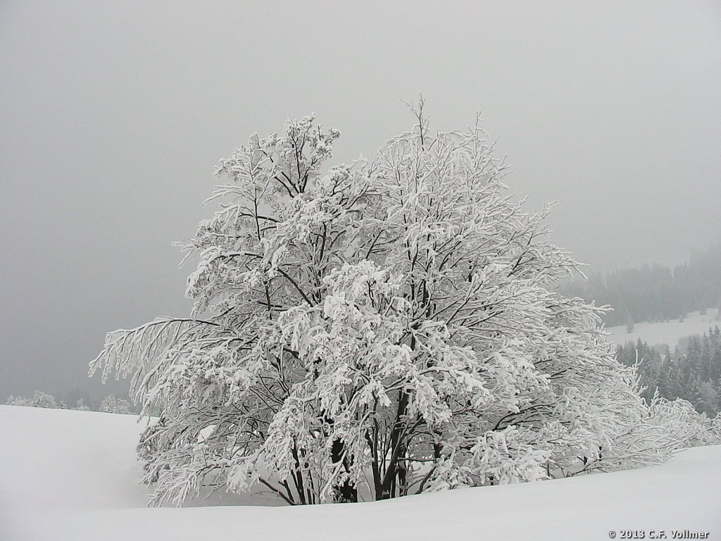  Baum im Schnee